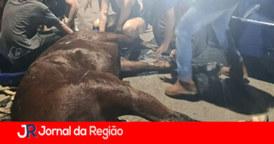 Carro bate em cavalo na Estrada do Varjão, em Jundiaí