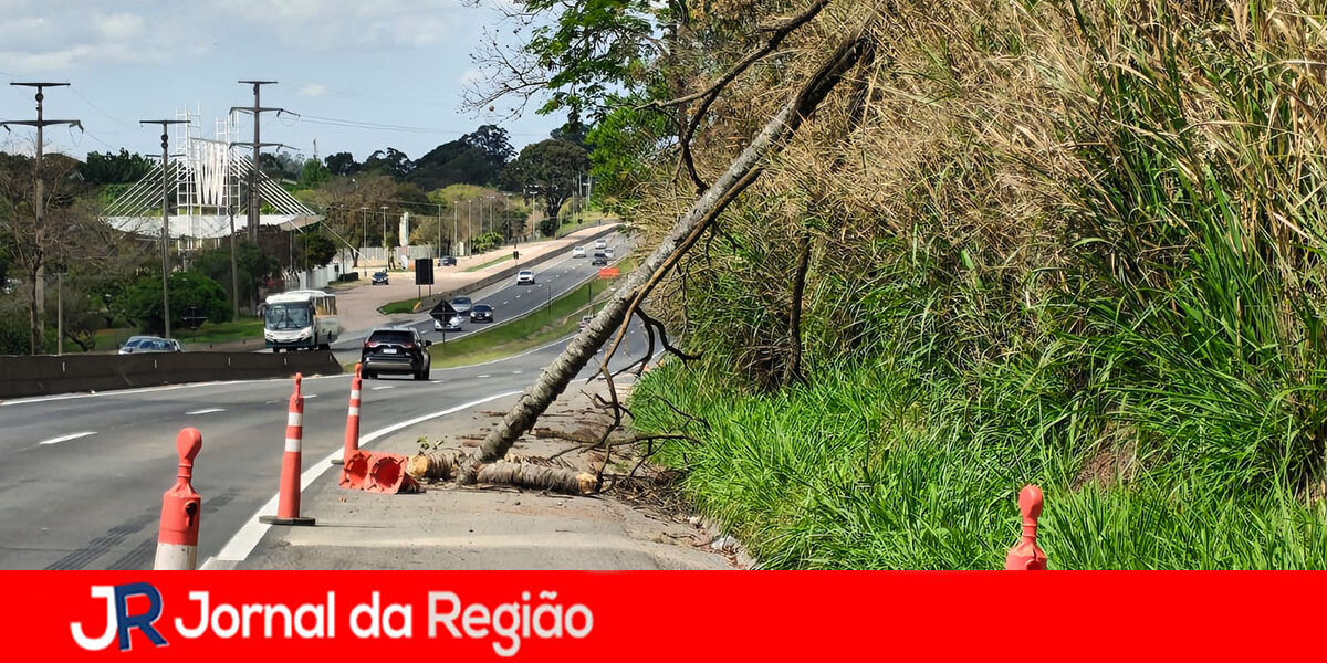 queda arvore copiar