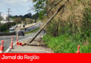 Árvore cai próximo ao Parque da Cidade, na Rodovia João Cereser