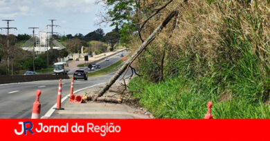 queda arvore copiar