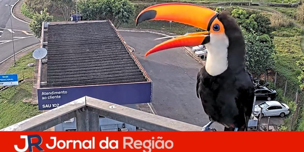 tucano