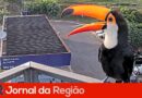 Tucano se exibe para câmera instalada em rodovia