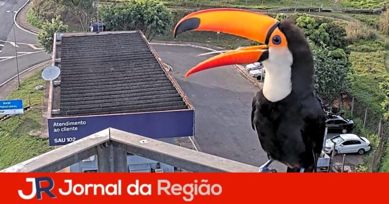 tucano