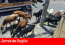Vacas continuam soltas, mesmo após morte de motociclista