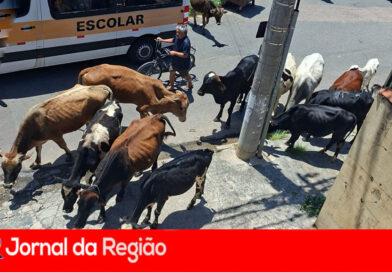 Vacas continuam soltas, mesmo após morte de motociclista