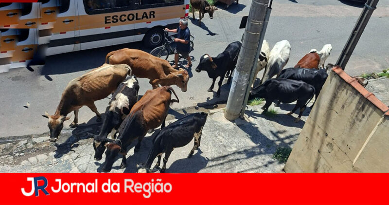 WhatsApp Image 2026 10 14 at 12.42.23 copiar