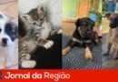 Associação Abraçando Patas promove feira de adoção de animais neste sábado (24)