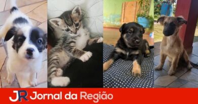 adocao pets