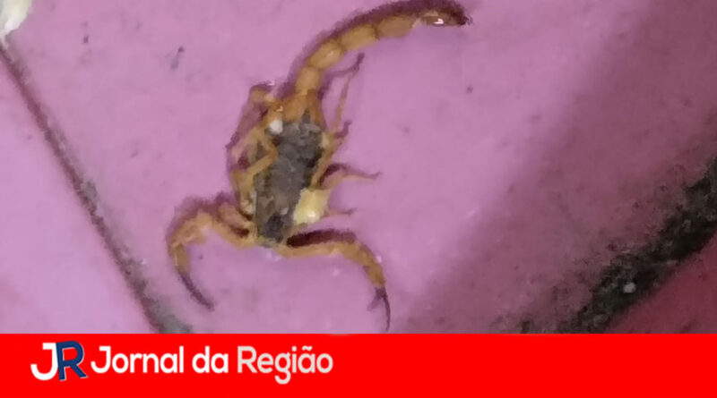Passageiros reclamam de escorpiões e pombos na Rodoviária. Socicam promete dedetização