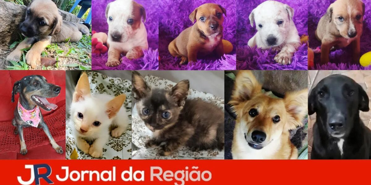 feirinha pets