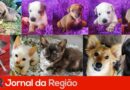 Associação Abraçando Patas promove feira de adoção de animais