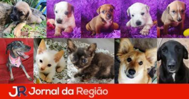 feirinha pets