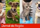 Maxi recebe nova edição da Feira de Adoção de Animais