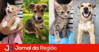 naxi feira pet