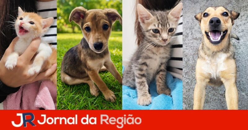 naxi feira pet