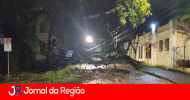 Árvore de grande porte cai e bloqueia a Avenida Dr. Cavalcante