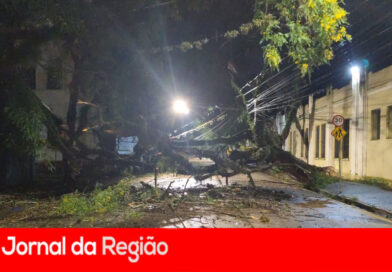 Árvore de grande porte cai e bloqueia a Avenida Dr. Cavalcante