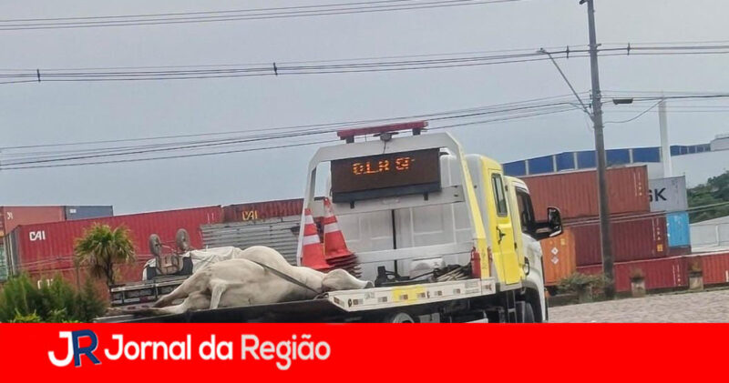 vaca na pista
