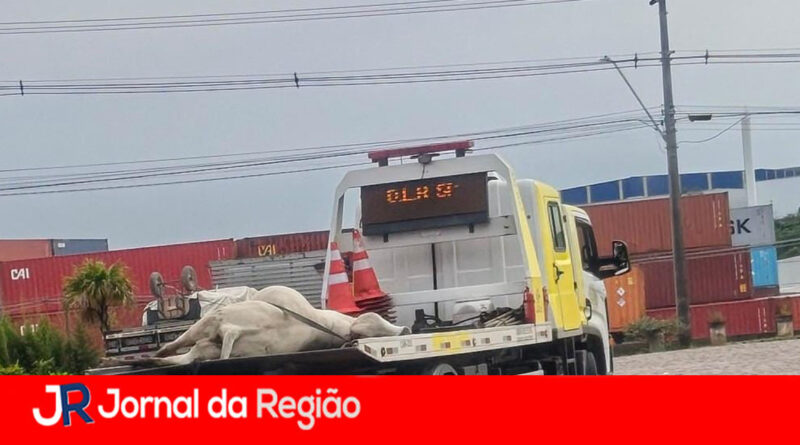 Departamento de Estradas já afugentou cerca de 50 vacas na Estrada de Itupeva, desde agosto
