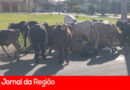 Vacas reviram lixo no Almerinda Chaves