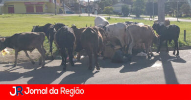 vacas e cavalos copiar