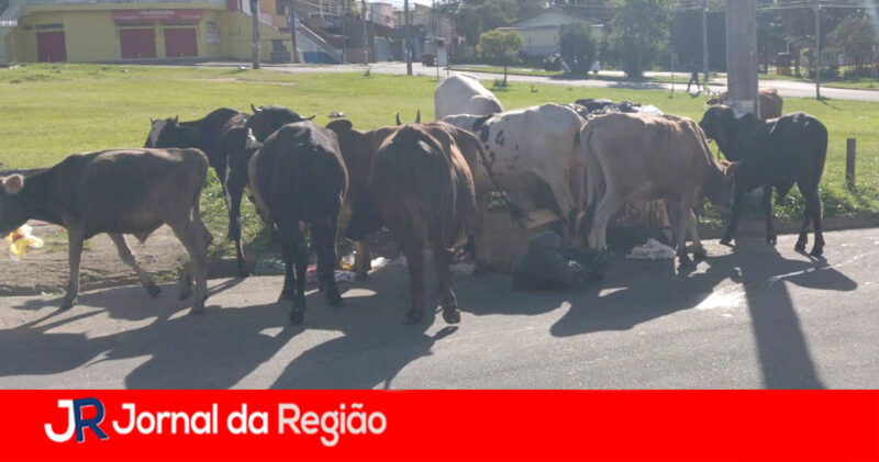 vacas e cavalos copiar