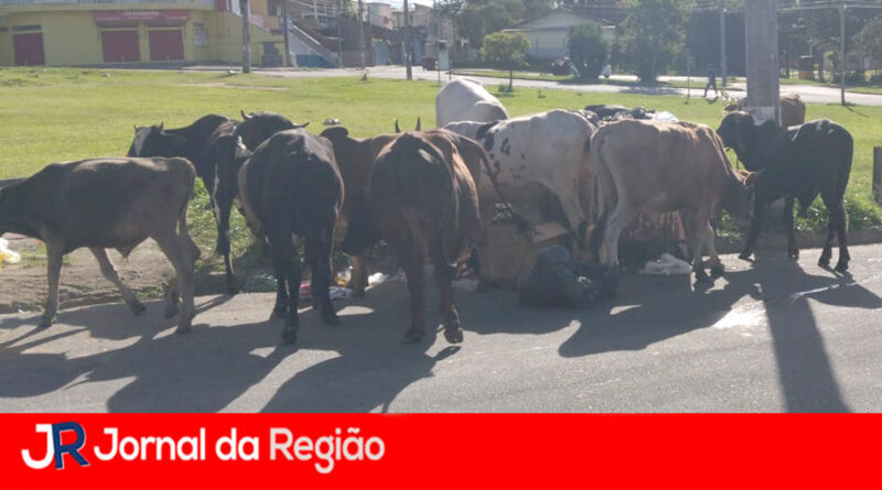 Vacas reviram lixo no Almerinda Chaves